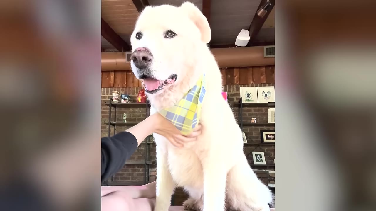 A large white dog wearing a yellow and blue plaid bandana sits calmly as a person's hand gently strokes its chest.