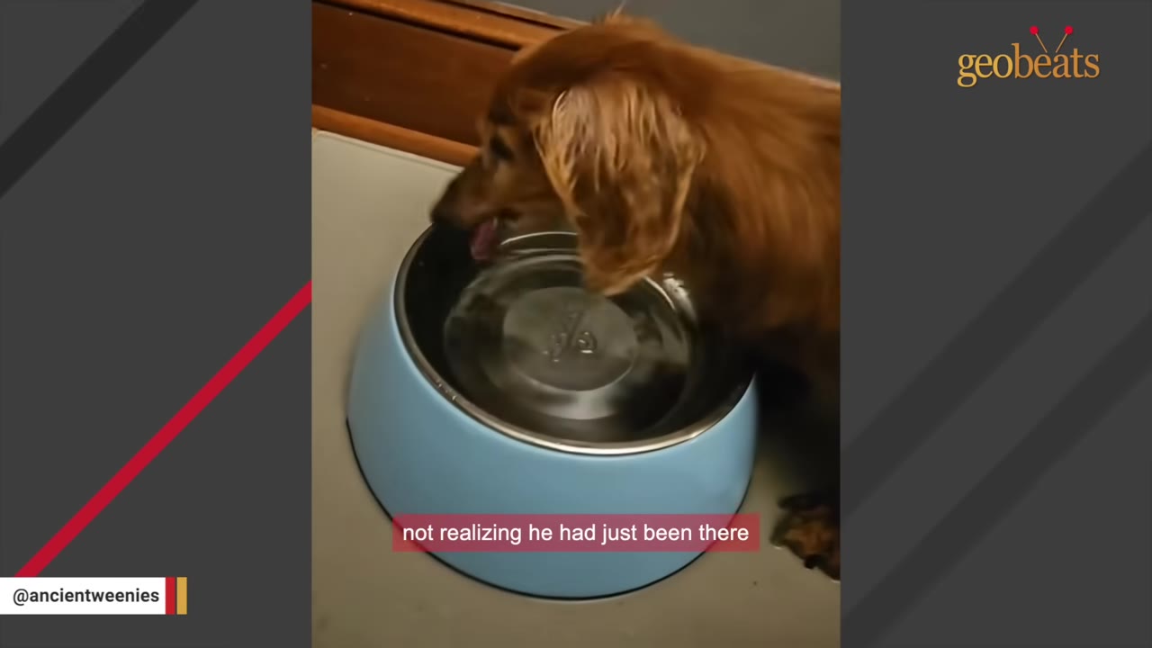 A long-haired dachshund stands next to a large blue water bowl, looking down at it with its tongue slightly out.