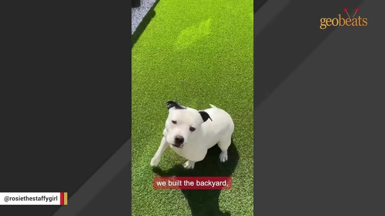 A white dog with black ears stands on a bright green artificial grass lawn, looking up towards the camera.