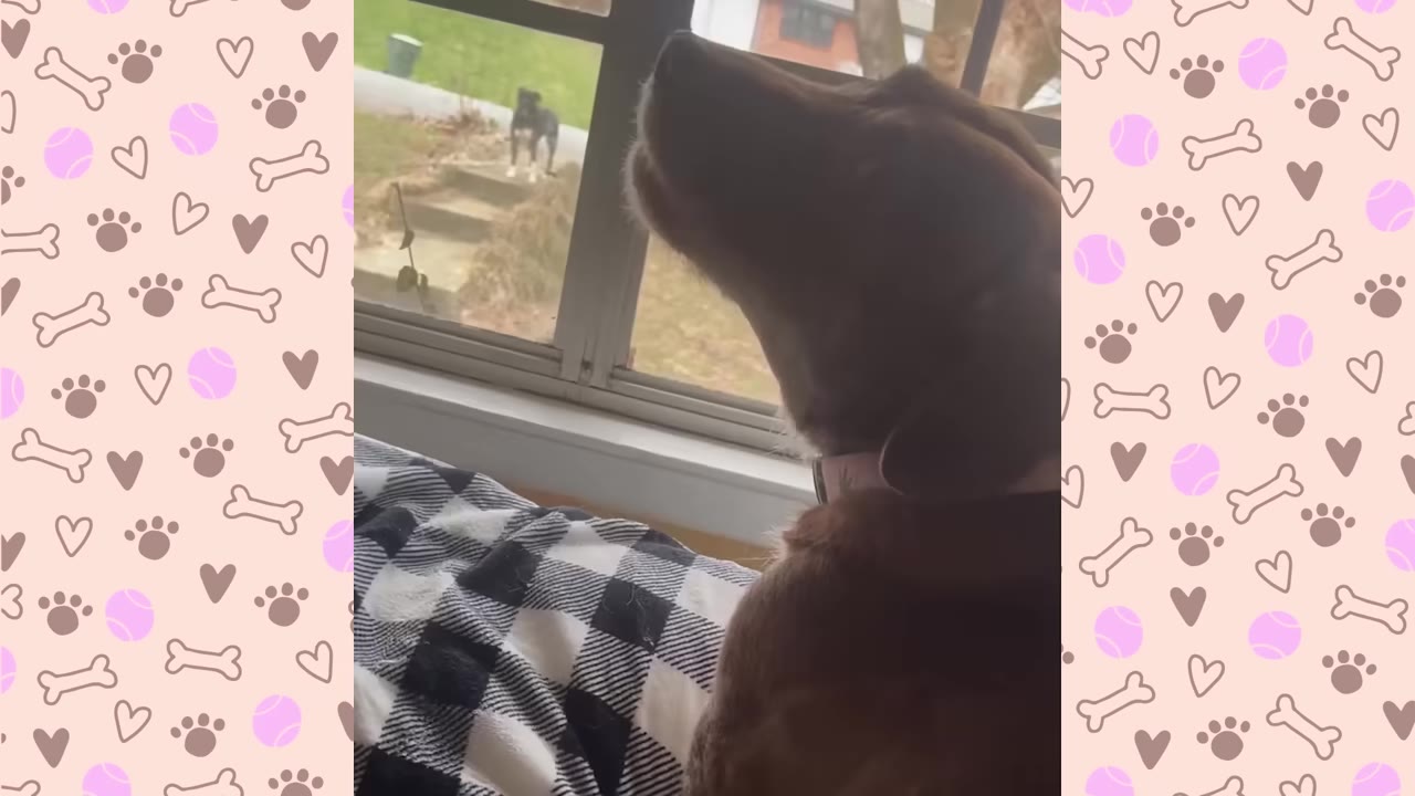 A brown dog looks out a window at a black and white dog standing across the street.