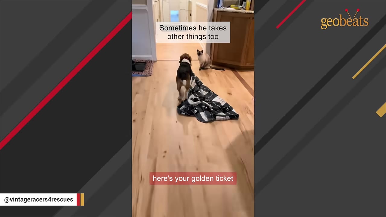 A beagle dog dragging a black and white plaid blanket across a wooden floor, with a Siamese cat sitting nearby in the hallway.