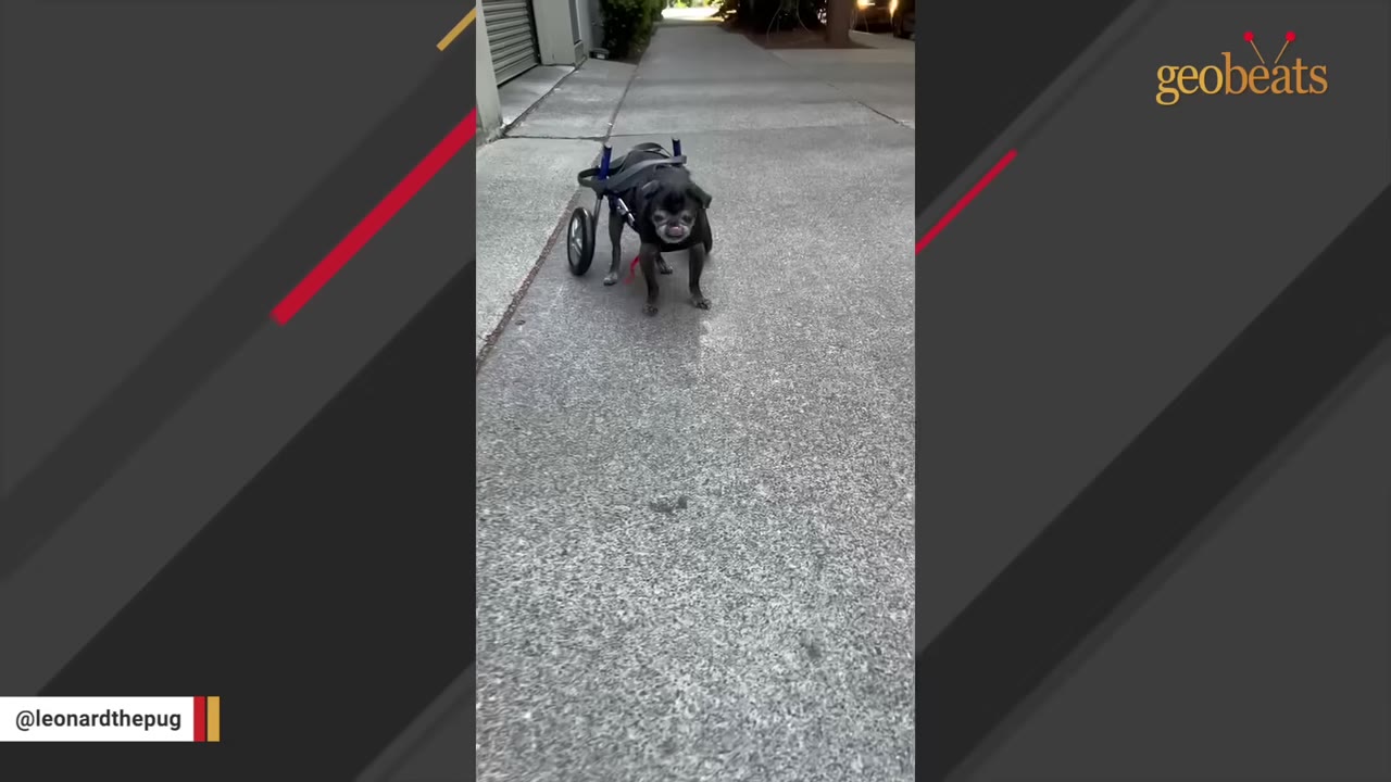 A small black pug standing on a concrete sidewalk using a two-wheeled mobility cart.