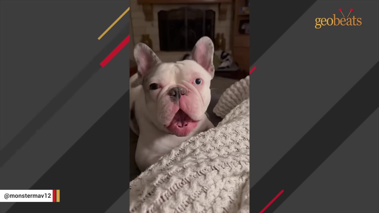 A white and grey French bulldog with its mouth wide open as if vocalizing, sitting behind a textured white blanket.