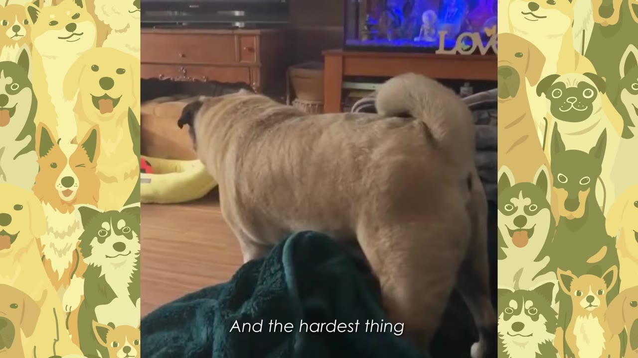 A pug dog stands on a dark green blanket in a living room, facing away from the camera.