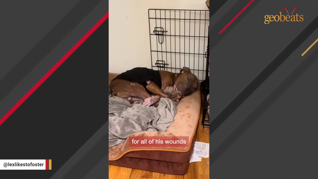 A brown dog wearing a black shirt rests on a dog bed next to a wire crate.