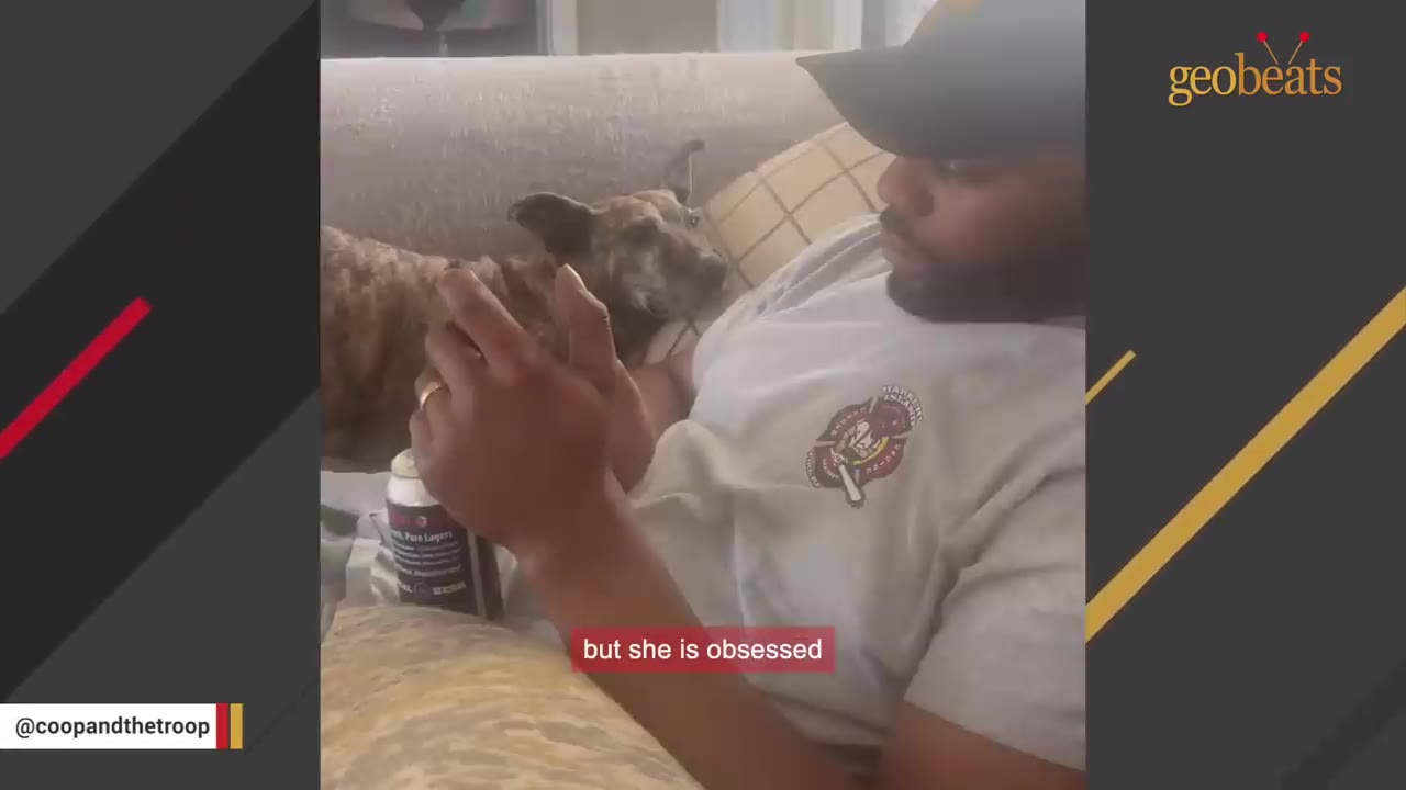 A brindle dog rests on a couch next to a man wearing a baseball cap, looking up at him.
