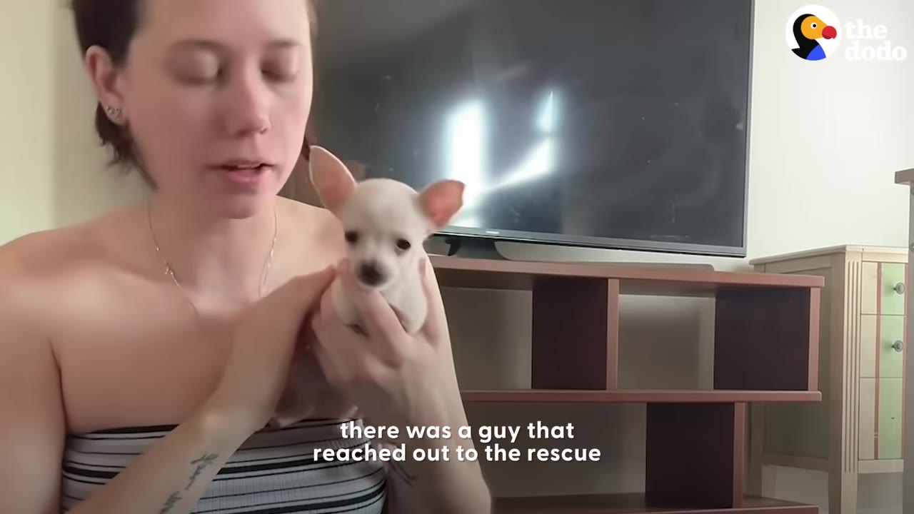 A woman holding a small white chihuahua puppy while speaking to the camera, with subtitles reading 'there was a guy that reached out to the rescue'.