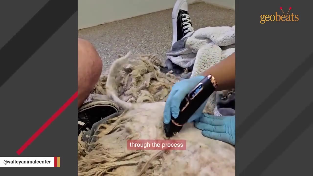 A close-up shot of a person wearing blue gloves using electric clippers to shave thick, matted fur off a dog.