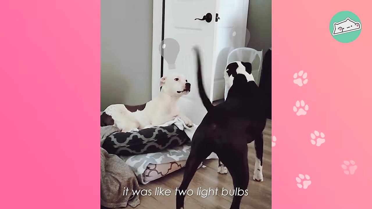 A white dog lying on a dog bed looks up at a black and white dog standing in front of it inside a home, with the text 'it was like two light bulbs' displayed at the bottom.
