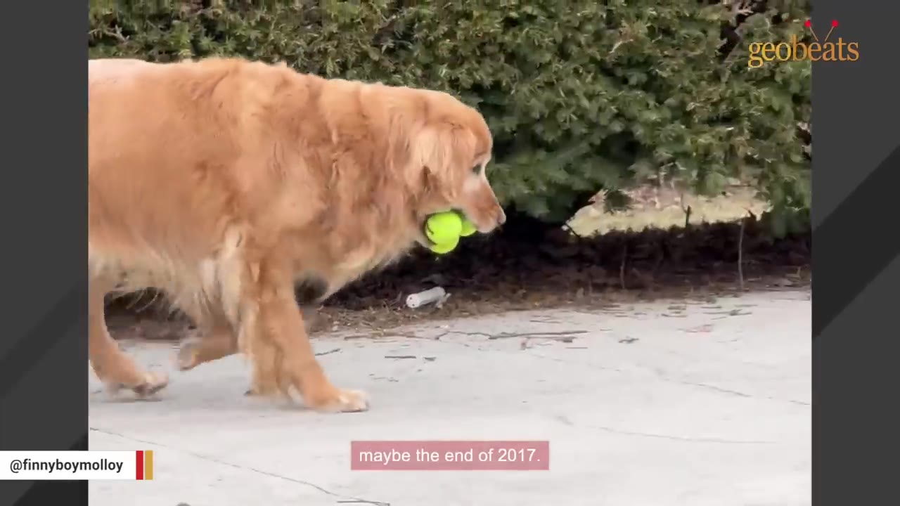 A golden retriever walks along a paved path outdoors while holding multiple bright green tennis balls in its mouth.