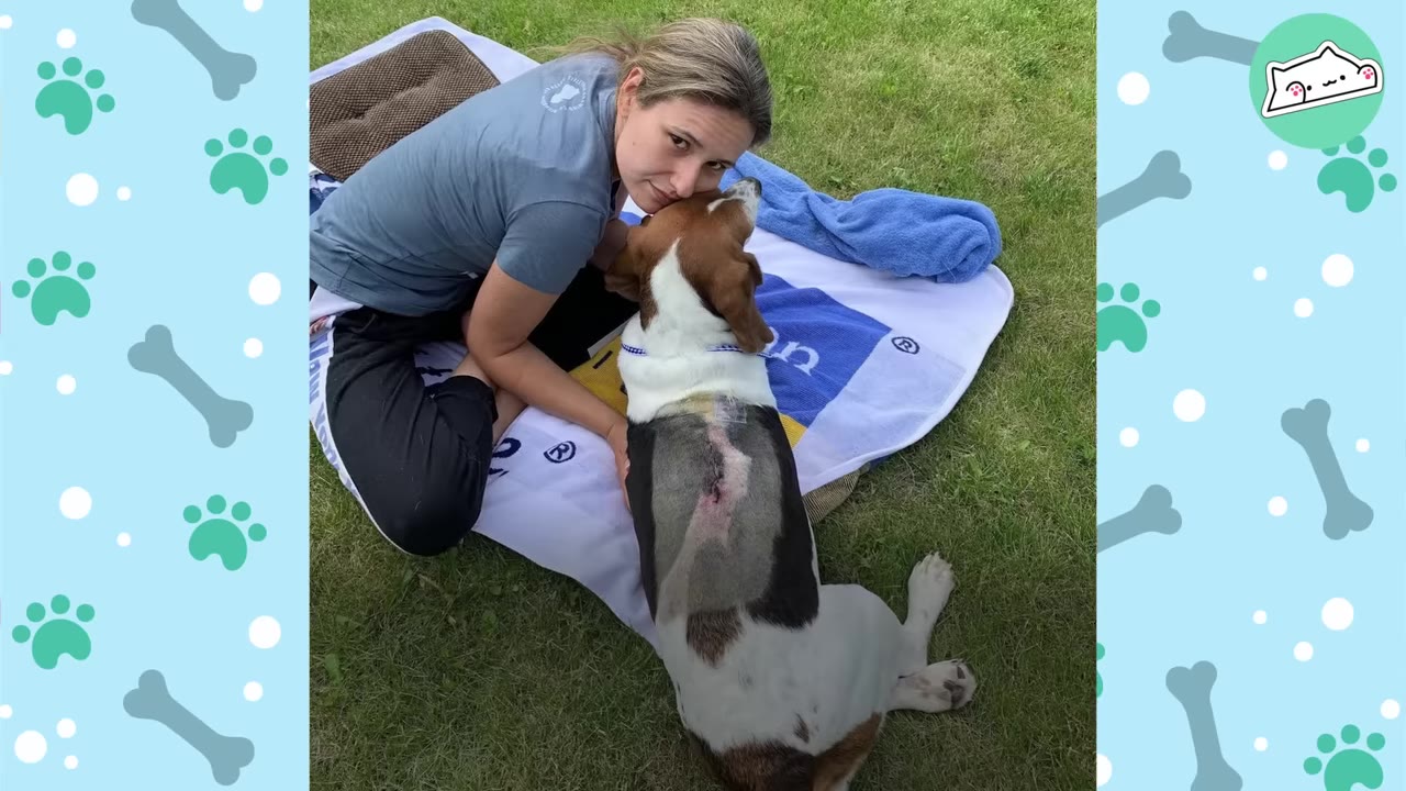 A woman sits on a blanket on the grass, gently leaning against a beagle dog whose back is shaved, revealing a surgical incision from spinal surgery.