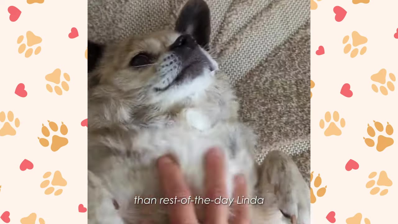A small, light-colored dog lies on its back on a carpeted floor, looking up contentedly while a hand gently rubs its chest.