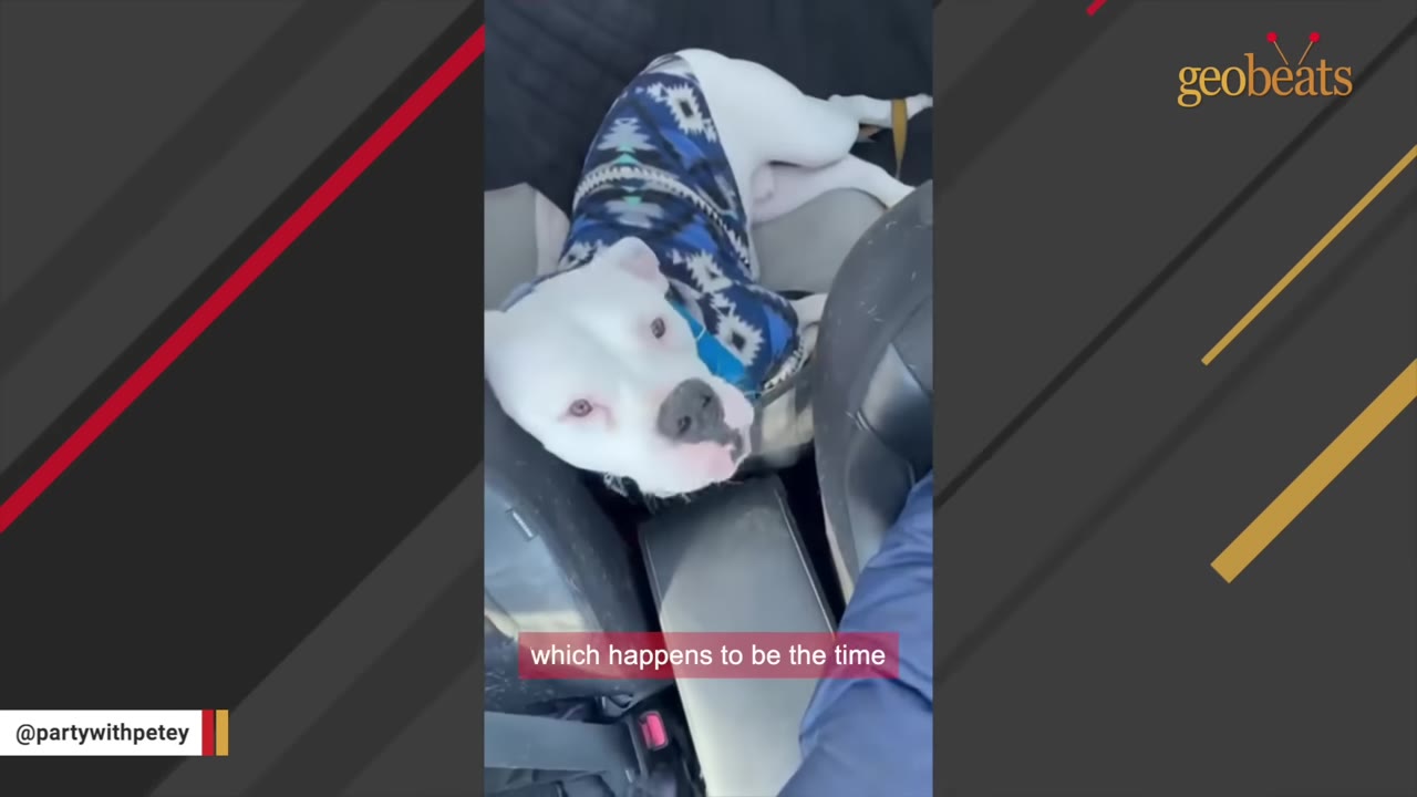 A white dog wearing a blue patterned sweater lies quietly in the back seat of a car, looking up at the camera.