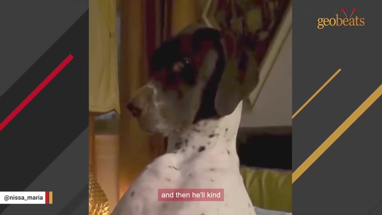 A spotted dog with dark ears looks away with a solemn, pouting expression.