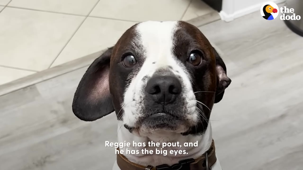 A close-up shot of Reggie, a brown and white dog, looking directly at the camera with wide, dark eyes and a prominent pouty expression.