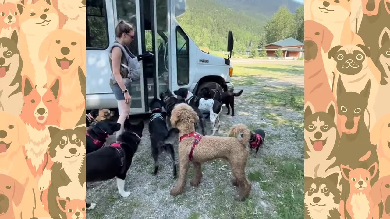 A woman standing at the open door of a white bus as a pack of dogs of various breeds gather around to board.