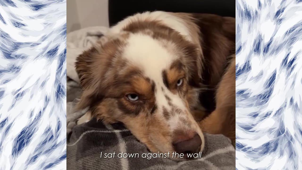 A close-up of an Australian Shepherd dog with blue eyes lying down, looking sad, with the subtitle 'I sat down against the wall' at the bottom.