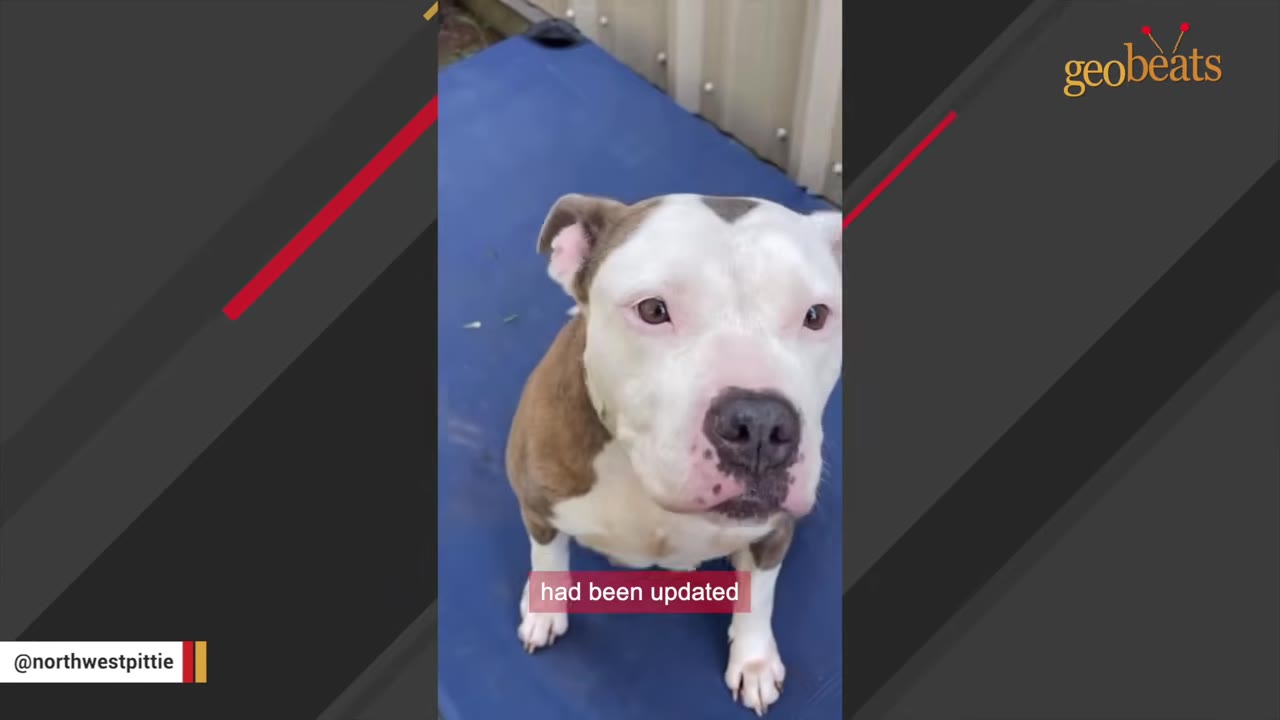 A brown and white pit bull sits on a blue mat, looking up with a solemn expression.
