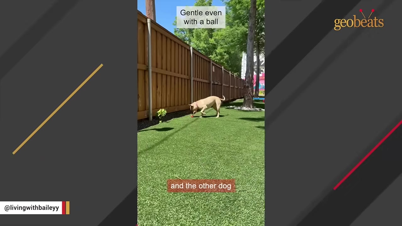 A light-colored dog stands on a green lawn next to a wooden fence, gently interacting with a small red ball.