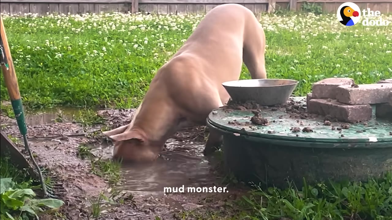 A tan and white dog with its head completely submerged in a muddy puddle in a grassy backyard.