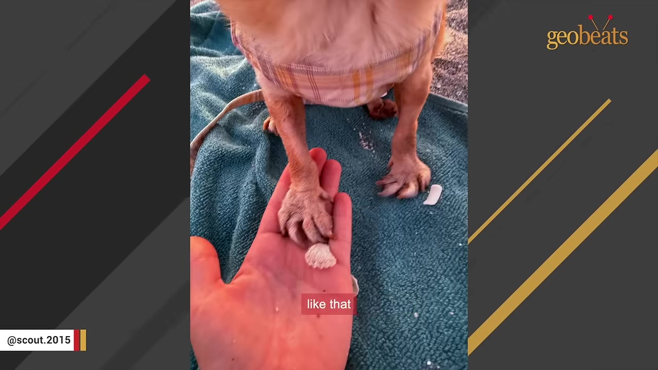 A small tan dog's splayed front paw resting on a person's open palm, with its other splayed paw standing on a blue towel.