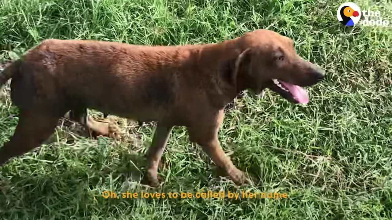 A brown dog walking across a grassy field with its tongue out.