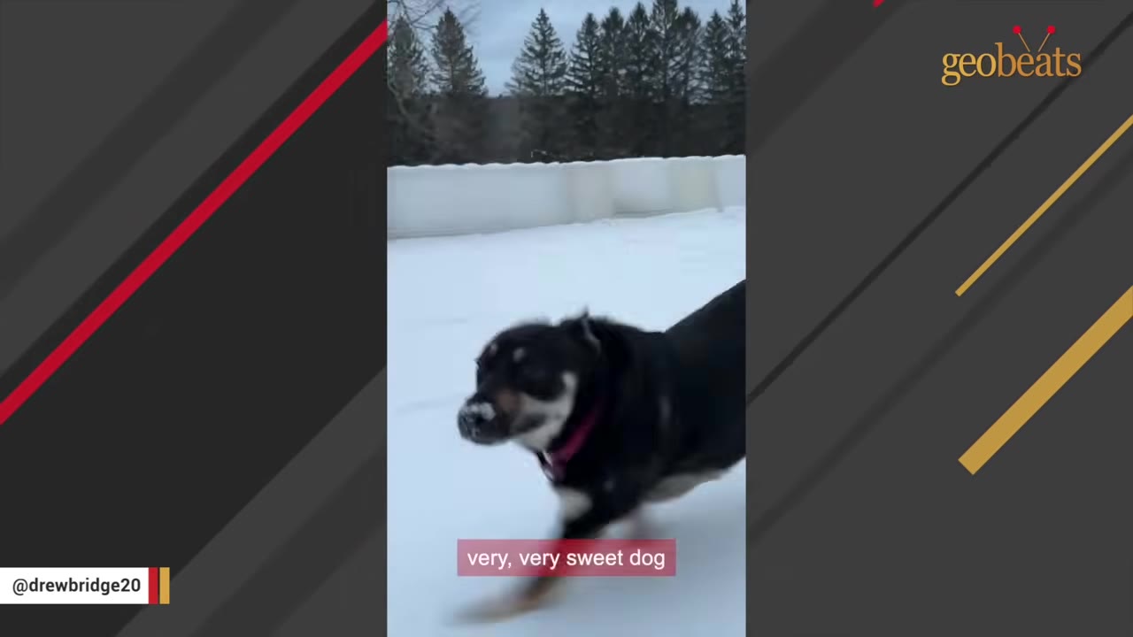 A black and tan dog running through a snowy yard with trees in the background.