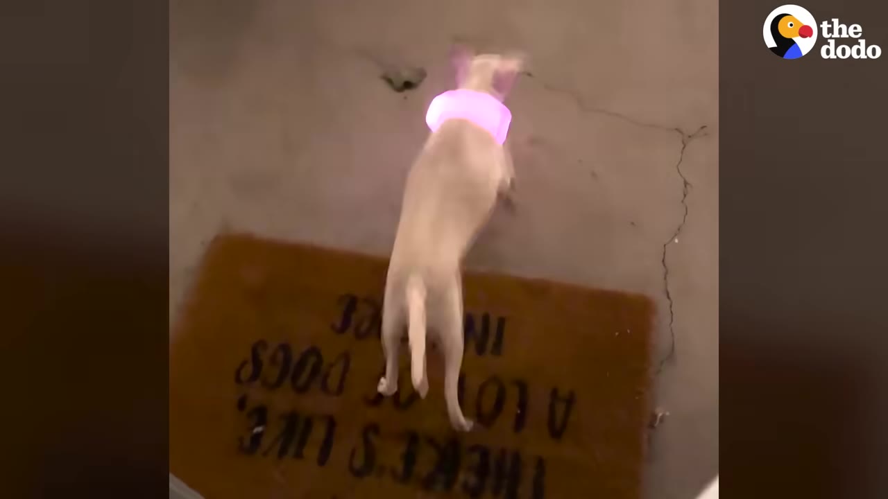 A light-colored dog wearing a glowing pink collar stands on a doormat at night.
