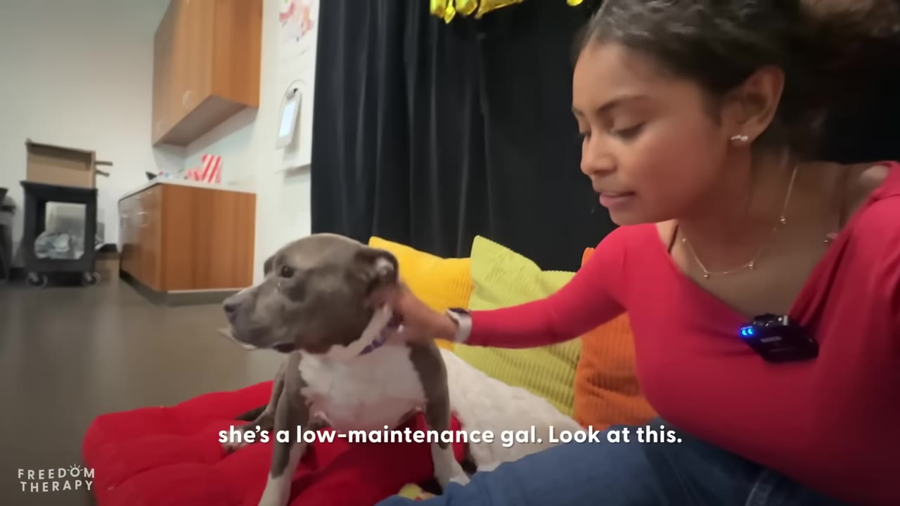 A woman in a red shirt gently pets a grey and white pit bull-type dog sitting calmly on a red cushion.