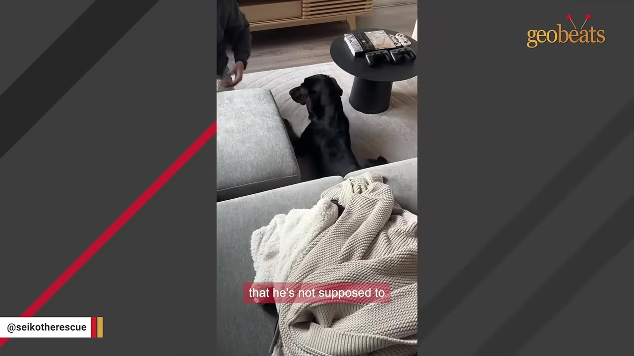 A black dog sits on a rug in a living room next to a grey couch and a black coffee table.