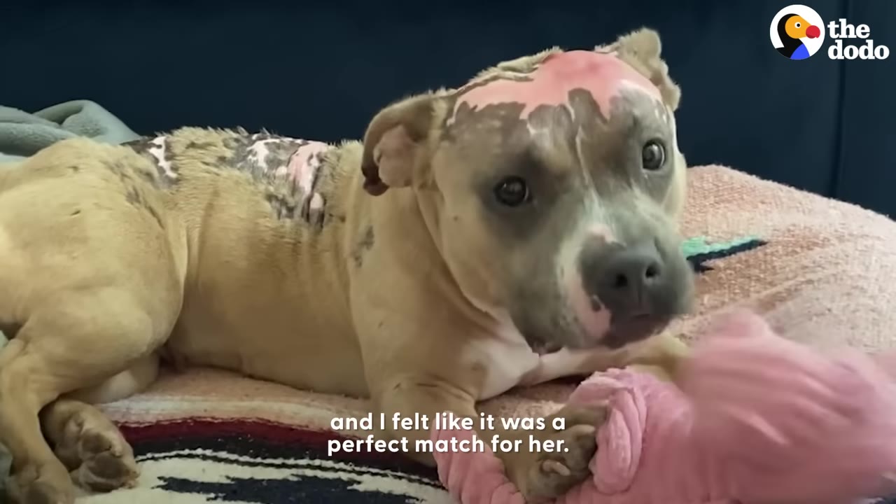 A tan dog with pink skin patches on her head and back lies on a blanket, looking at the camera while holding a pink plush toy.