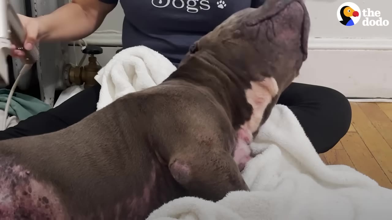 A gray pit bull tilts his head back in relaxation as a person uses a blow dryer on his fur.