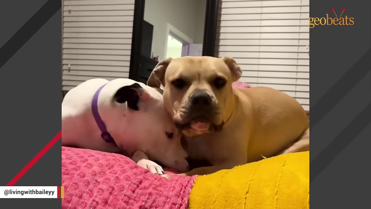 A tan dog and a white dog with a purple collar lie close together on a colorful blanket.