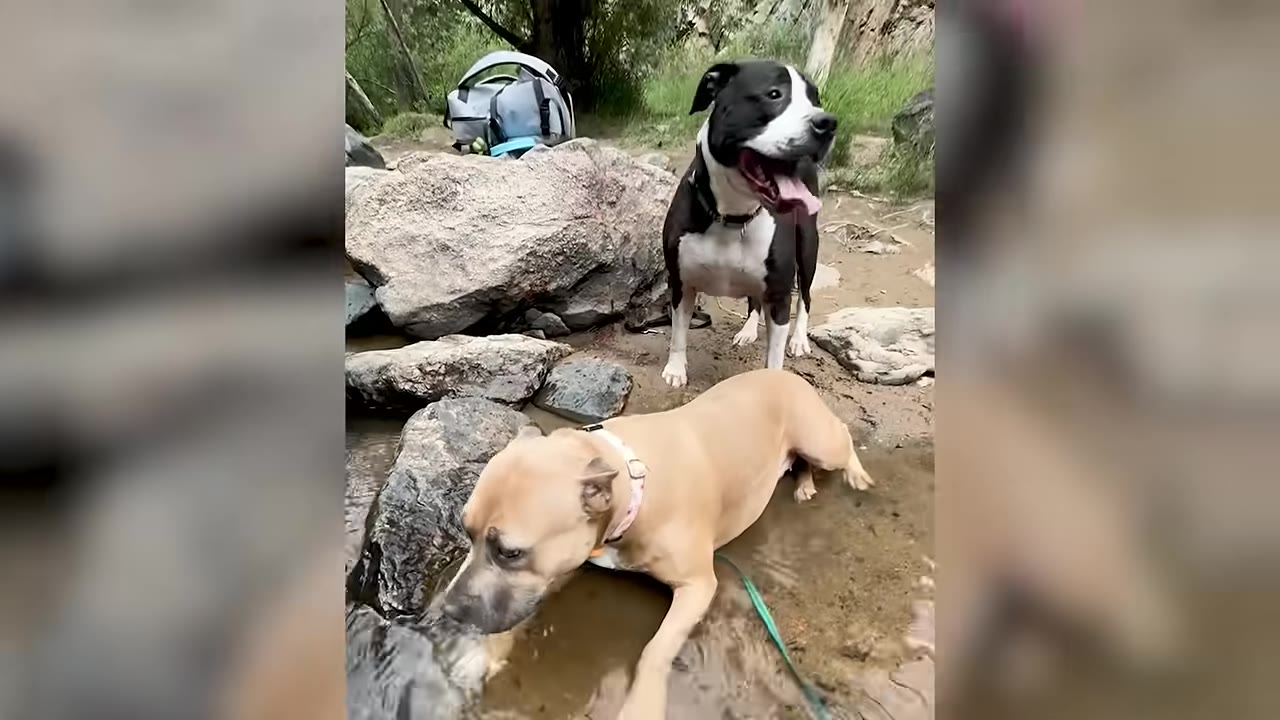 A black and white dog stands happily on a rocky bank while a tan dog wades in the shallow water of a stream next to it.