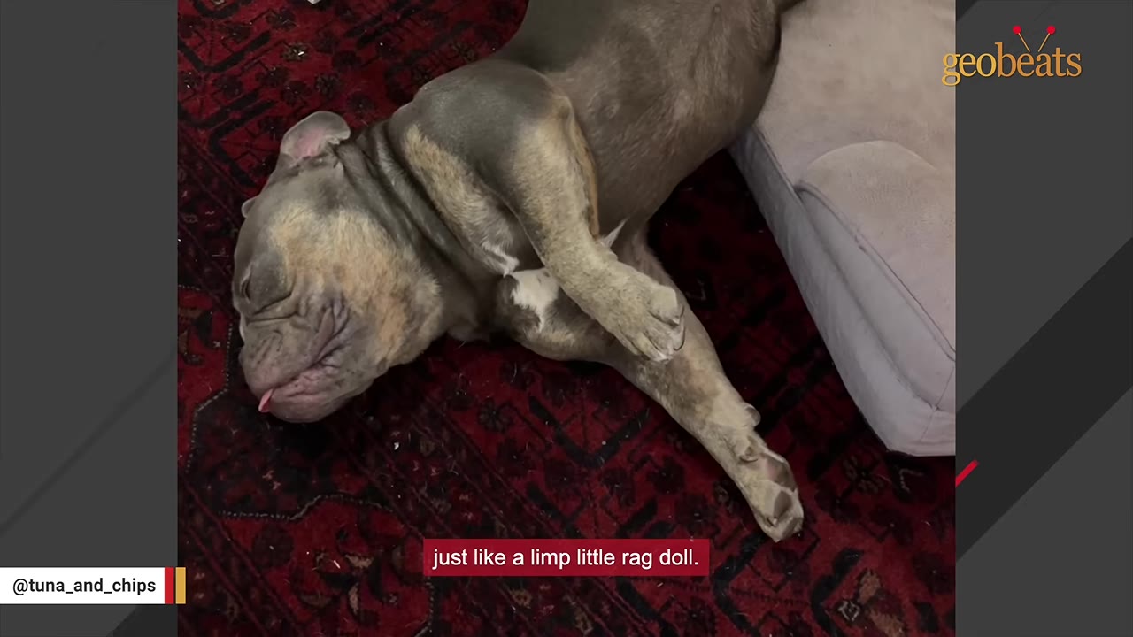 A gray bulldog lying completely limp on its back on a red patterned rug next to a dog bed, with its tongue slightly sticking out.