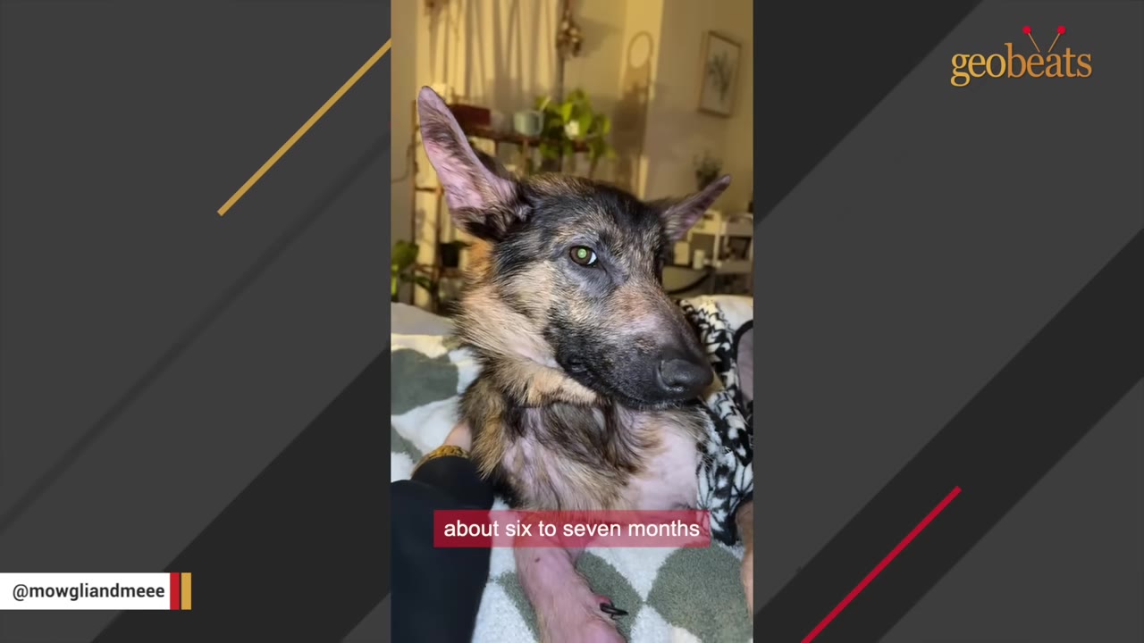 A German Shepherd mix dog with patchy fur and hair loss on its neck and chest sits looking forward.