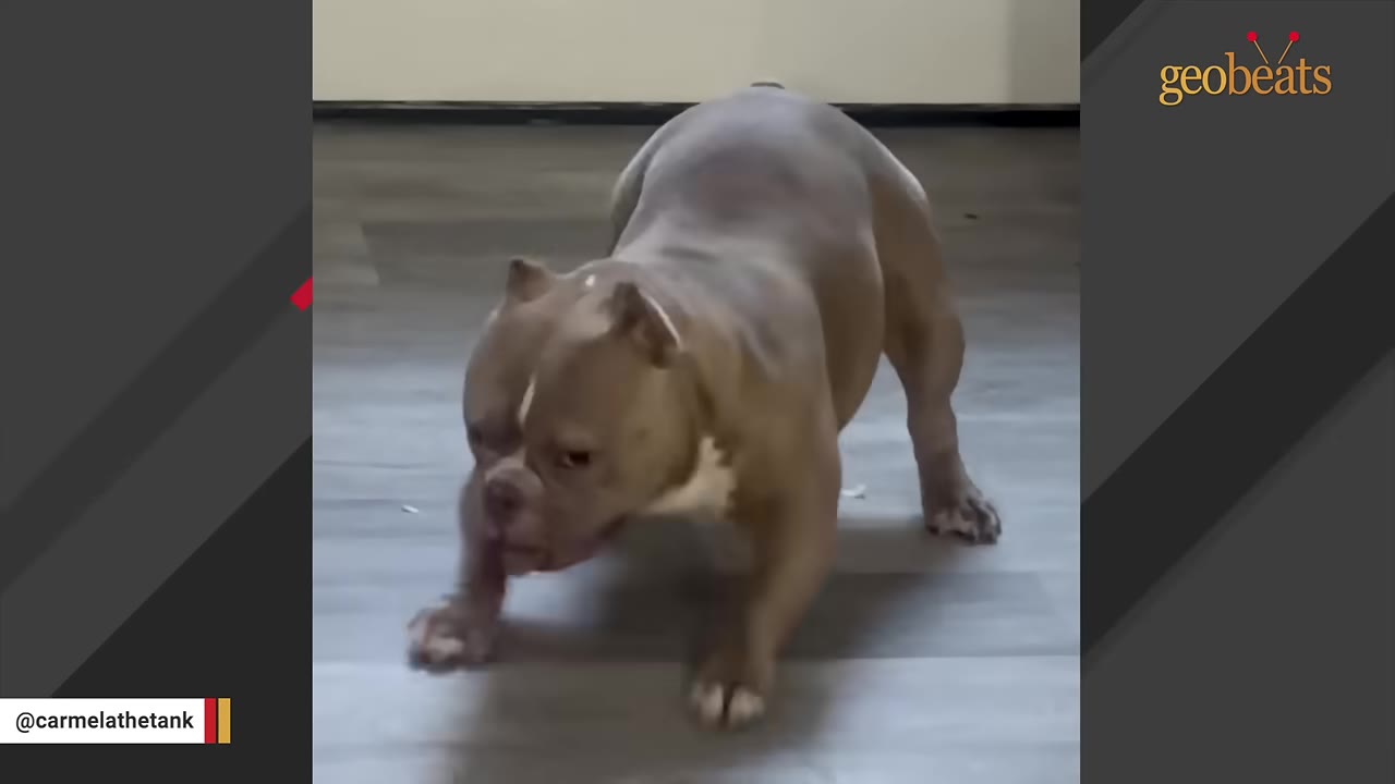 A tan and white American Bully dog standing in an active, low stance on a grey wood-look floor.