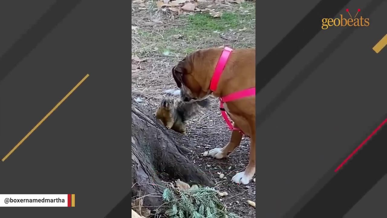 A boxer dog wearing a pink harness stands near the base of a large tree trunk, looking down at a small squirrel perched on a tree root.