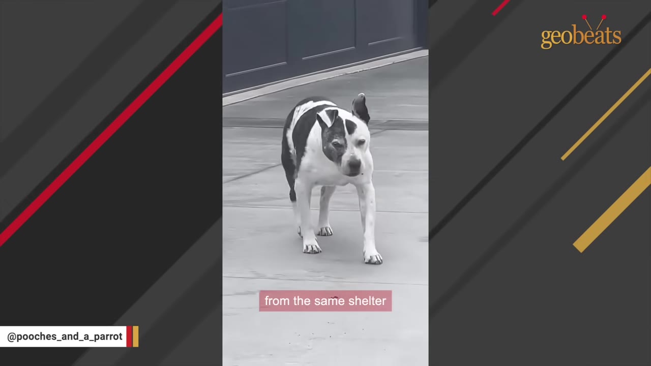 A senior black and white dog walking slowly on a concrete driveway.
