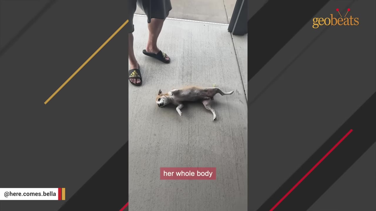 A small tan and white dog lies on its back on a concrete patio, wiggling its body in greeting next to a person's feet.