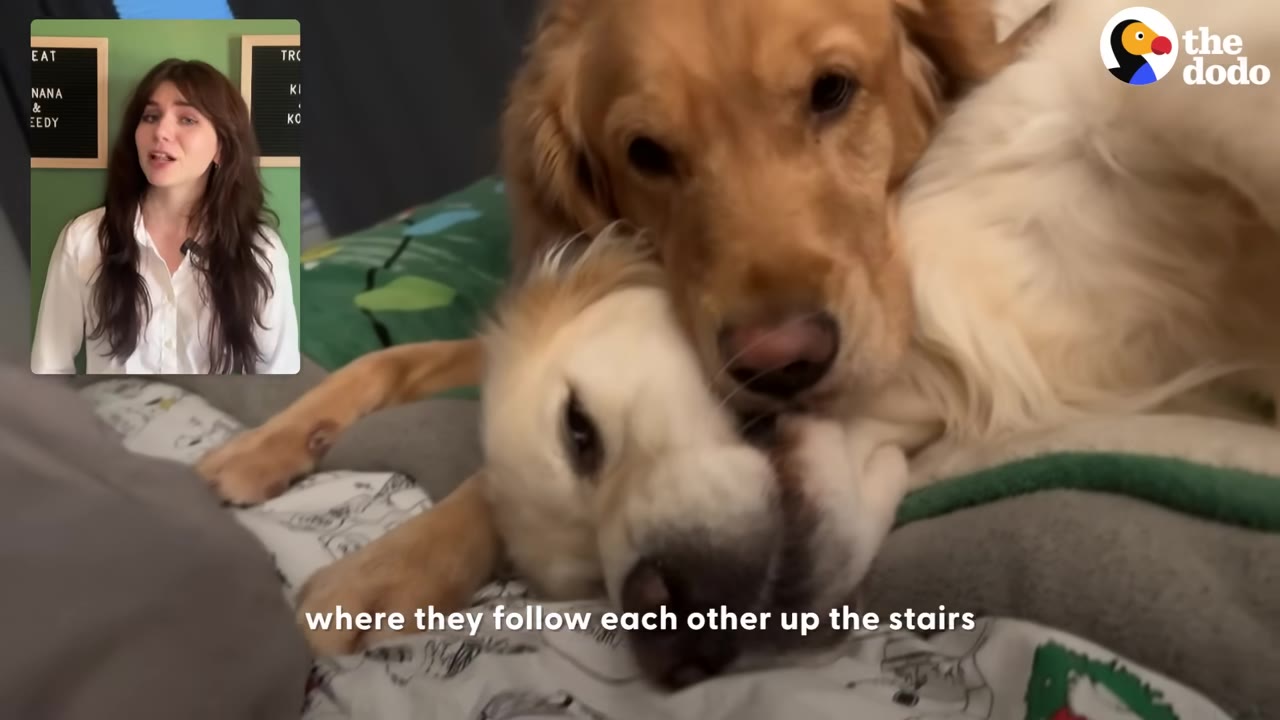 Two golden retrievers cuddling closely together on a bed.
