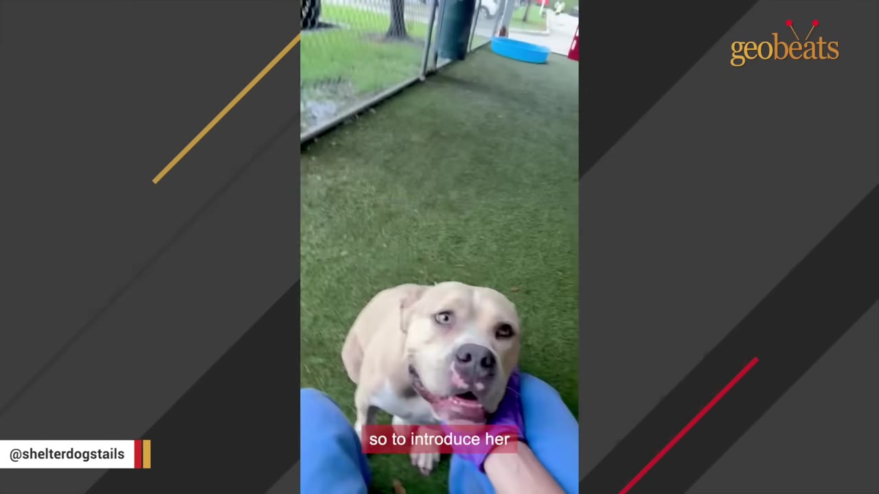 A light-colored dog sits calmly on green turf near a chain-link fence, looking up at a person wearing blue pants.