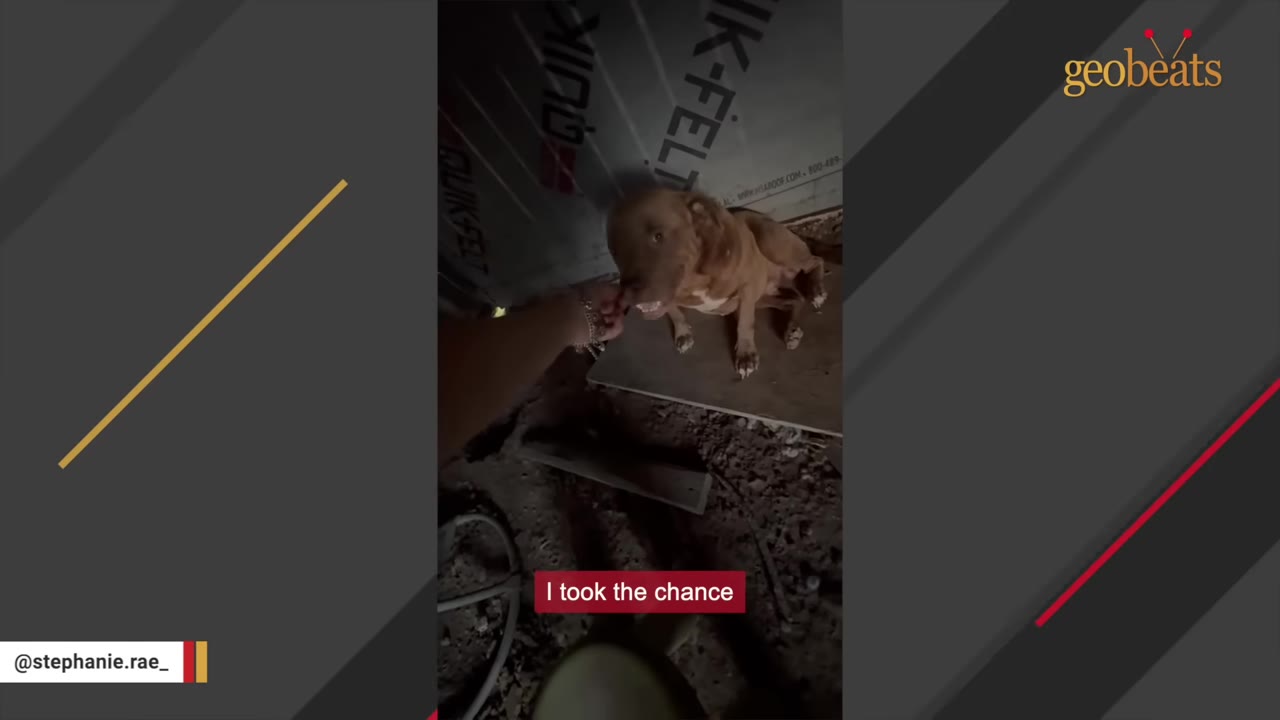 A person's hand reaches out to touch or feed a brown dog sitting under a low wooden structure.