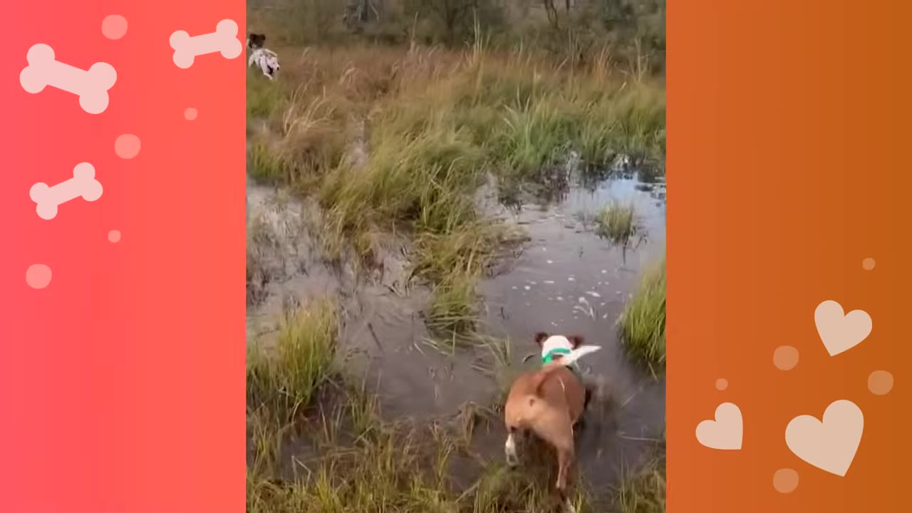 A brown and white dog runs through a muddy, grassy wetland area with another dog visible in the distance.