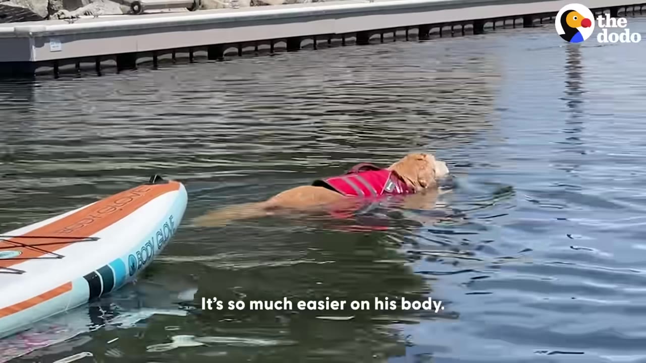 A golden retriever wearing a red life vest swims in the water near a dock and a paddleboard.