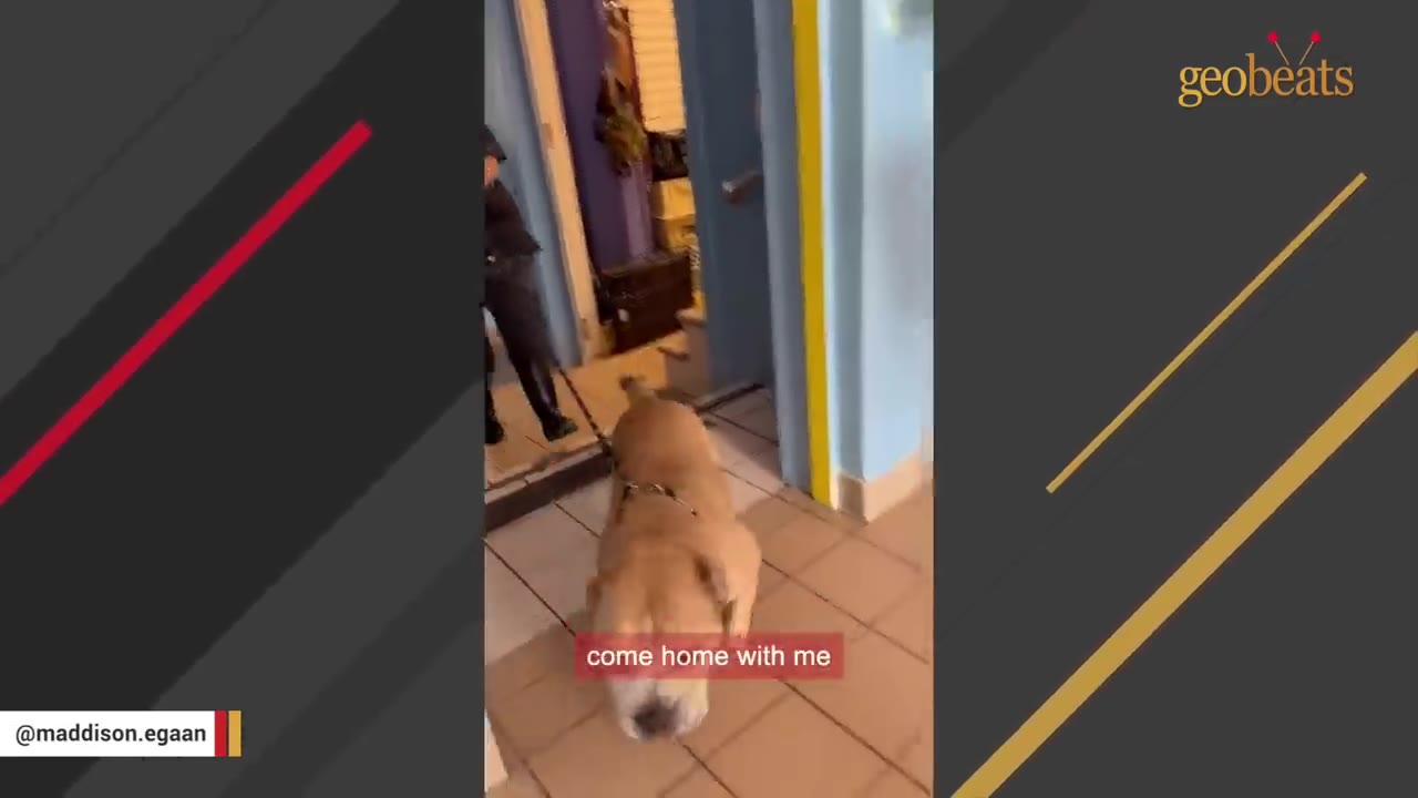 A large tan dog on a leash walks out of a doorway with a person following behind.