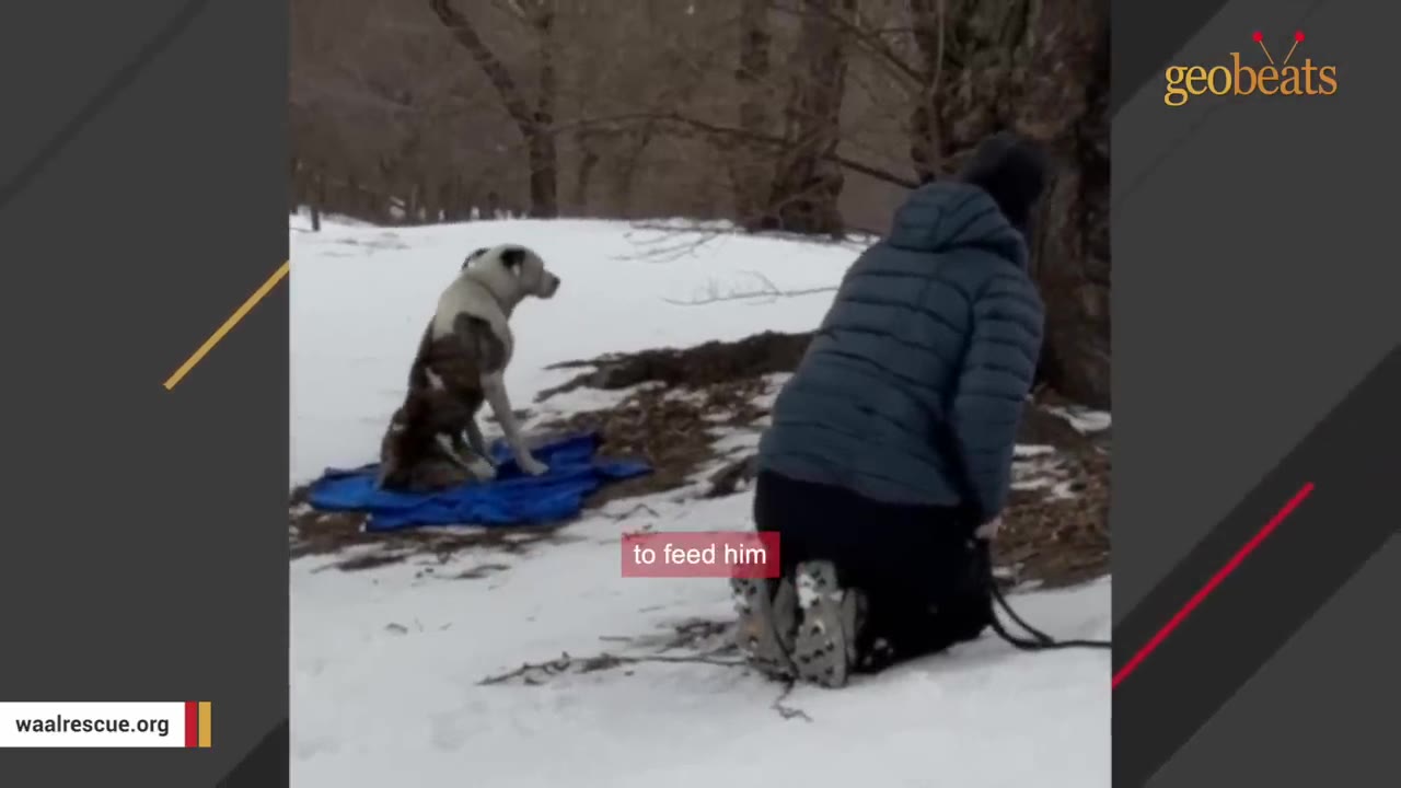 A dog sits on a blue blanket in the snow while a person in a dark jacket kneels nearby.