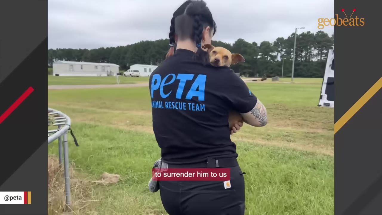 A PETA Animal Rescue Team member carrying a small brown dog on her shoulder in a grassy field.