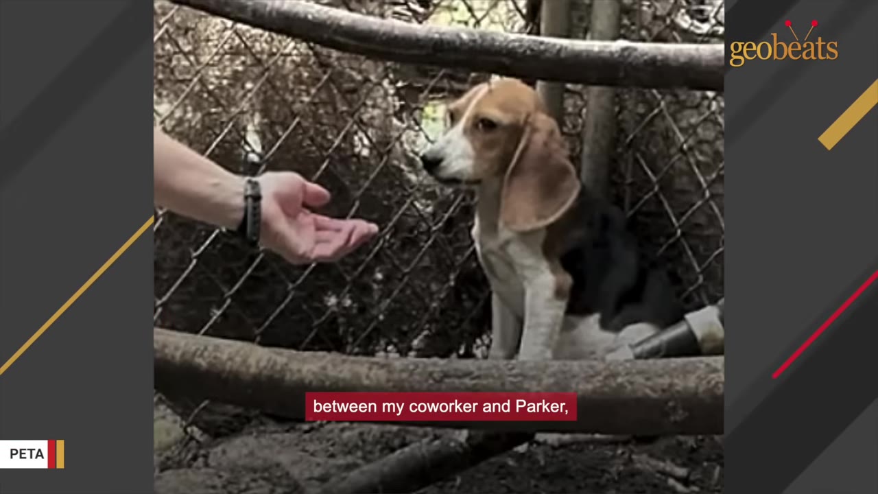 A person's hand reaches out towards a young beagle sitting behind a wire fence.