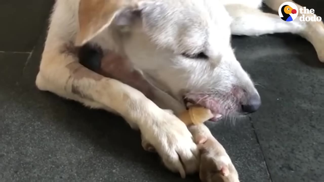A white dog lying on a dark floor chewing on a small bone treat.